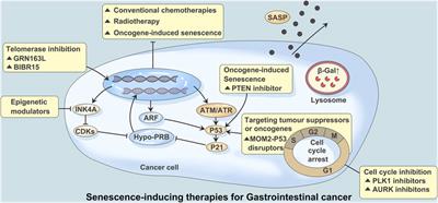 A strategy for the treatment of gastrointestinal cancer: Targeting tumor senescent cells